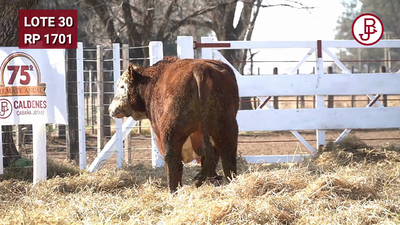 Lote TORO