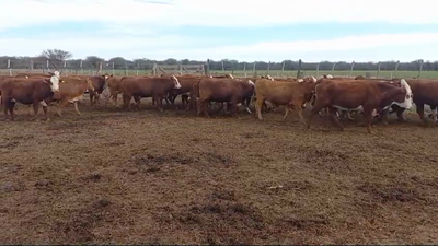 Lote 40 Vaquillonas preñadas Braford y sus cruzas en Esperanza, Santa Fe