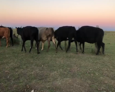 Lote 30 Vacas de Invernada en Artigas
