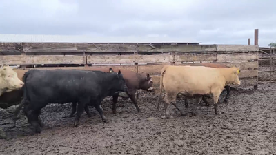 Lote 20 Vaquilla Gorda en Los Ángeles, VIII Región Biobío