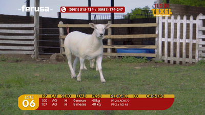 Lote Lote 6