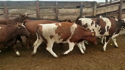 Lote 20 Vaquilla Gorda en Los Ángeles, VIII Región Biobío