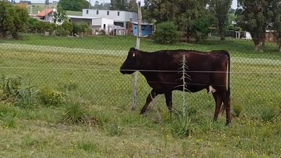 Lote Vacas de Invernada CRUZAS 350kg -  en ZONA FRANCA - COLONIA SUIZA