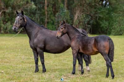 Lote JAGUEL LATINA