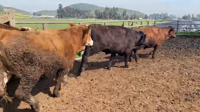 Lote 20 Novillo Gordo en Melipilla, Región Metropolitana