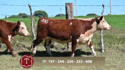  Lote 8 Vaq. 2-3 años preñadas