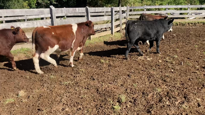 Lote 10 Ternero en Cisnes, XI Región Aysén