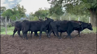  VACAS DE INVERNADA