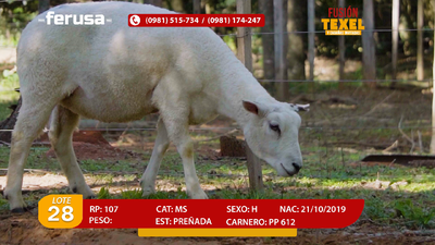Lote Lote 28