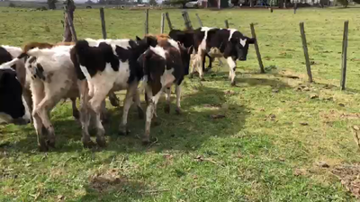 Lote 11 Terneros en Sauce