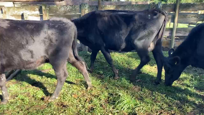 Lote 38 Vaca Engorda en Purranque, X Región Los Lagos