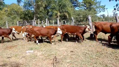 Lote 65 Terneros/as