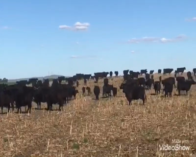 Lote 30 Vacas nuevas C/ cria en Coronel Suarez, Buenos Aires