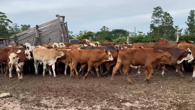 Lote 120 Terneros