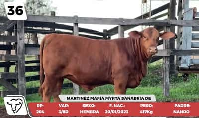 Lote LOTE 36