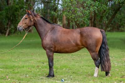 Lote JAGUEL YADA