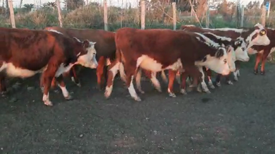 Lote 13 Vaquillonas 1 a 2 años HEREFORD Y CRUZA 180kg - , San José