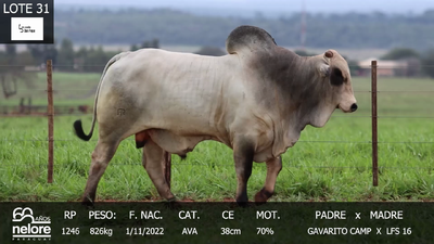 Lote LOTE 31