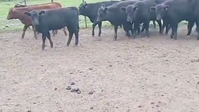 Lote TERNERAS