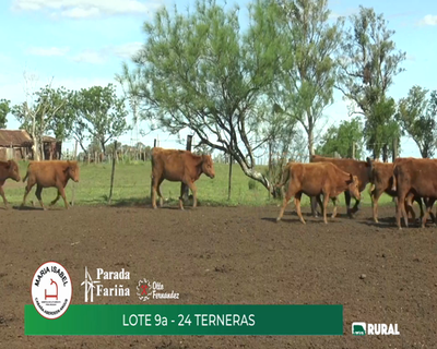 Lote (Vendido)24 Terneras, Artigas