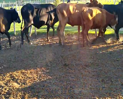 Lote 100 Vacas de invernar en Goya, Corrientes