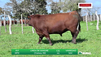 Lote TOROS RED ANGUS