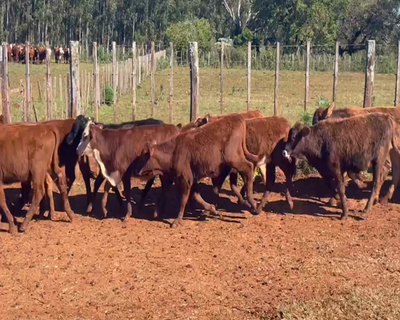 Lote 80 Terneros/as en Virasoro, Corrientes