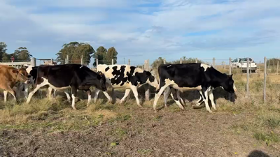 Lote NOVILLOS 1 a 2 AÑOS