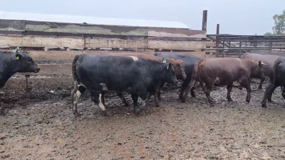 Lote 20 Vaquilla Gorda en Los Ángeles, VIII Región Biobío