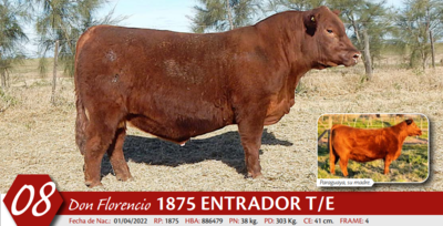 Lote MACHO PP