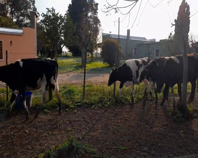 Lote 9 Novillos 1 a 2 años 8 HO Y 1 KIWY 293kg - , Colonia