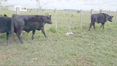 Lote (Vendido)4 Terneros Angus 264kg -  en Paraje La Laguna