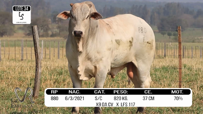 Lote LOTE 34