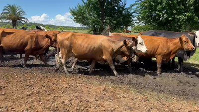 Lote 30 Vacas nuevas C/ cria en San José, Entre Ríos