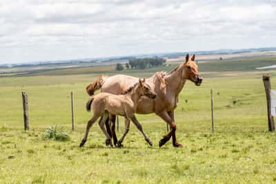 Lote CORONA DEL CEIBAL