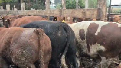 Lote 45 Novillo Gordo en Yerbas Buenas, VII  Región Maule