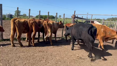 Lote (Vendido)10 Vacas preñadas Angus 350kg -  en Santa Lucia