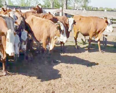 Lote 33 Vacas en Itatí, Corrientes