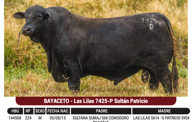 Lote "GENSUR" - BAYACETO - Las Lilas 7425-P Sultán Patricio