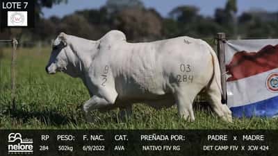 Lote LOTE 7
