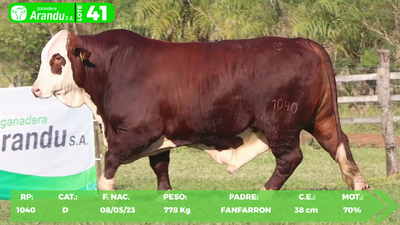 Lote LOTE 41