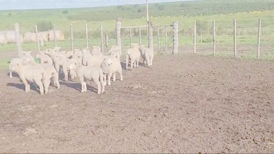 Lote 20 Corderos 25kg -  en LARRAÑAGA