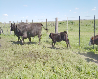 Lote 28 Vacas CUT paridas y vacias en Rauch, Buenos Aires