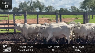 Lote LOTE 13