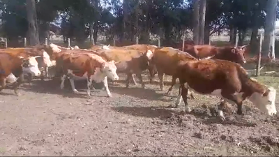 Lote (Vendido)19 Vacas preñadas HE en Ombues de Lavalle