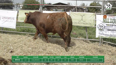 Lote Toro PC