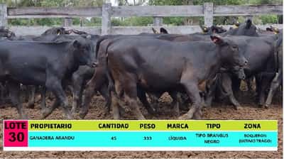 Lote LOTE 30 - 45 VAQUILLAS CBO 1