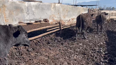 Lote 20 Novillo Gordo en Mostazal, VI Región O'Higgins