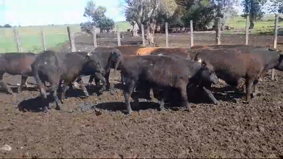 Lote 9 Terneras ANGUS 200kg -  en SANTA ELENA