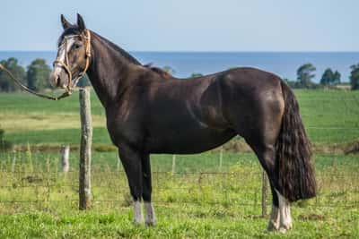Lote CONSTANCIA RONCADORA 1723